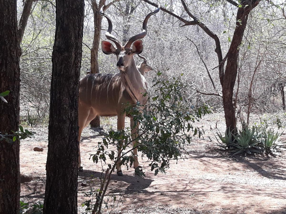 African Sky Villa Marloth Park Esterno foto