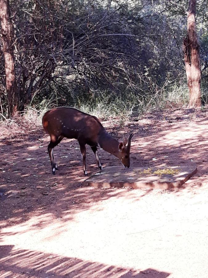 African Sky Villa Marloth Park Esterno foto