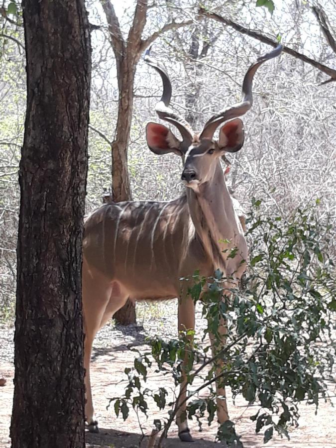 African Sky Villa Marloth Park Esterno foto