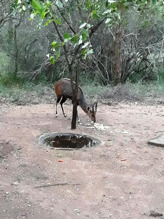 African Sky Villa Marloth Park Esterno foto