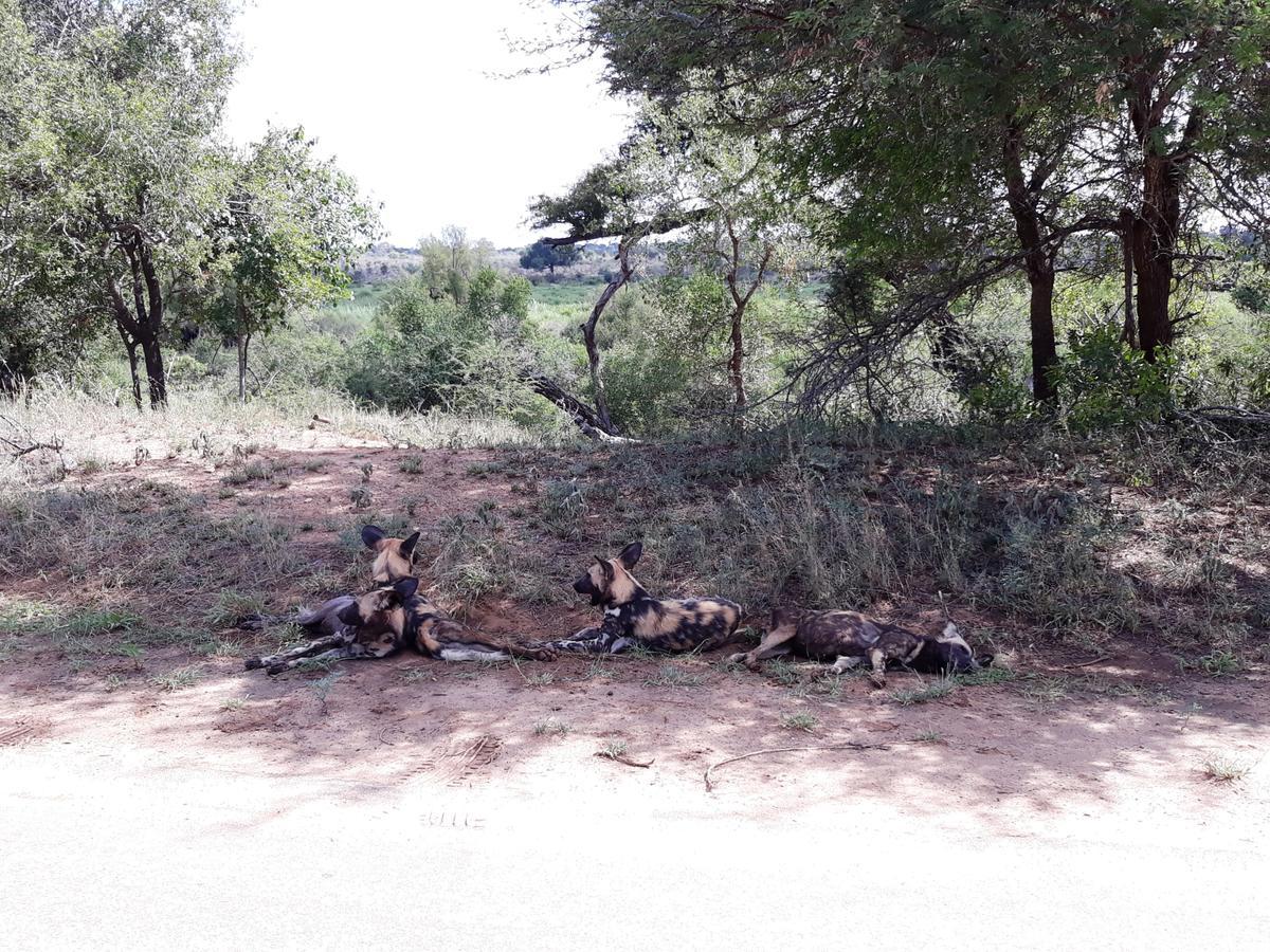 African Sky Villa Marloth Park Esterno foto