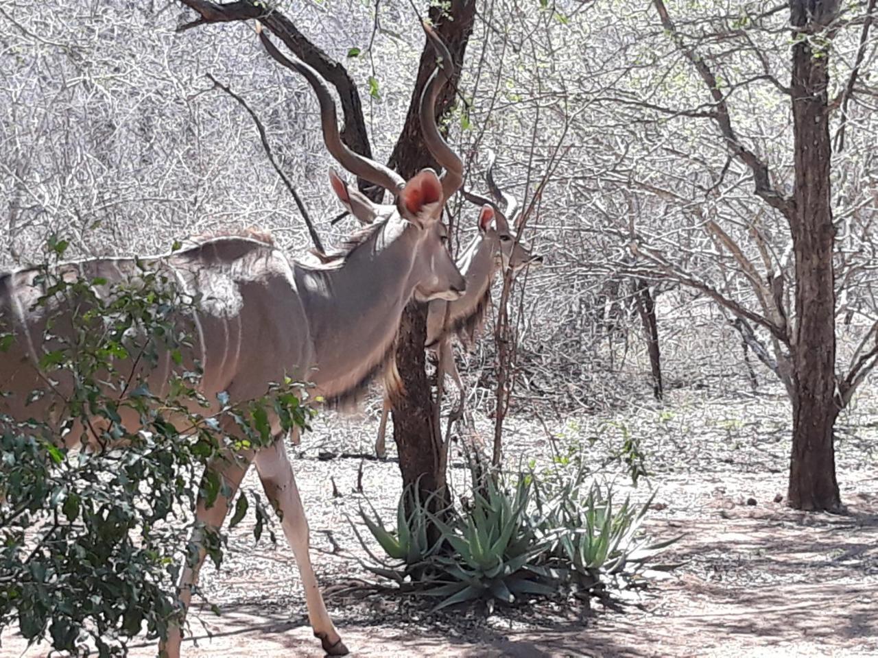 African Sky Villa Marloth Park Esterno foto