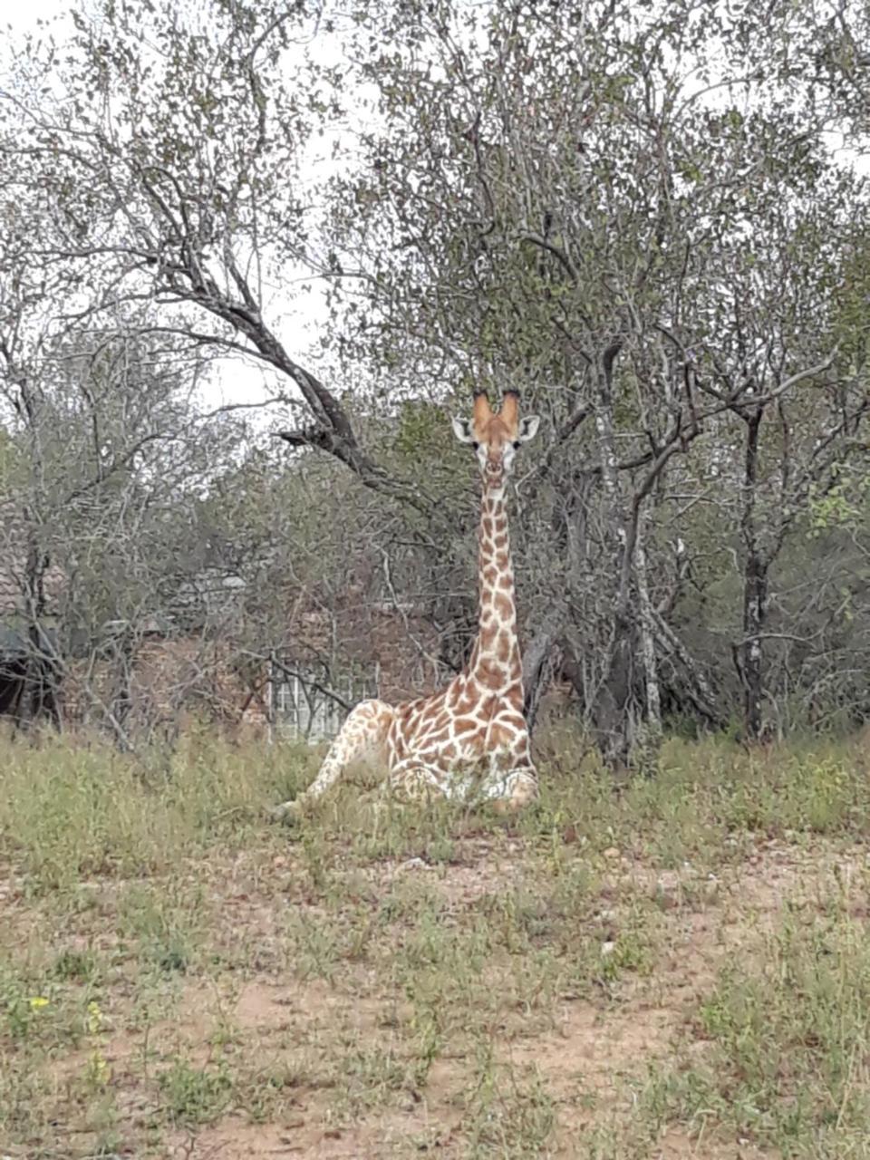 African Sky Villa Marloth Park Esterno foto